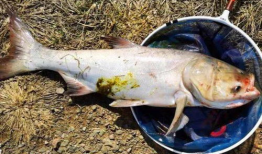 钓鲢鱼视频,视频教学带你轻松上钩