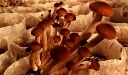 蘑菇爆料官方网吃瓜,揭秘娱乐圈最新吃瓜大事件